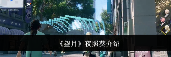 《望月》夜照葵介绍